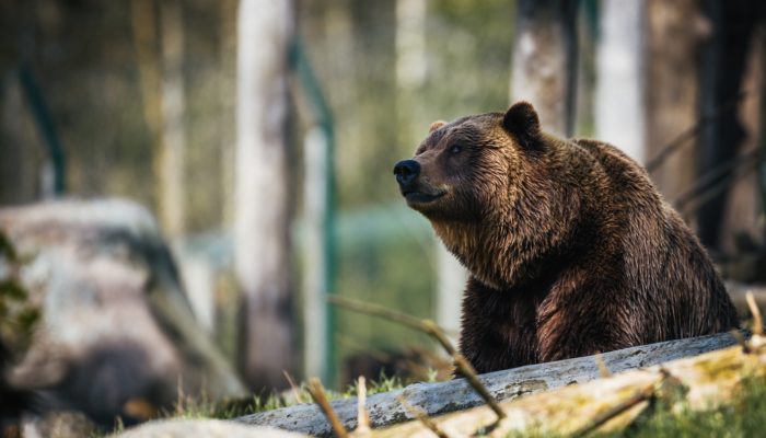 Bitcoin Rally to $5,000 Is “Nail In The Coffin” For Bears, Says Prominent Investor